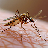 Pest Control Service