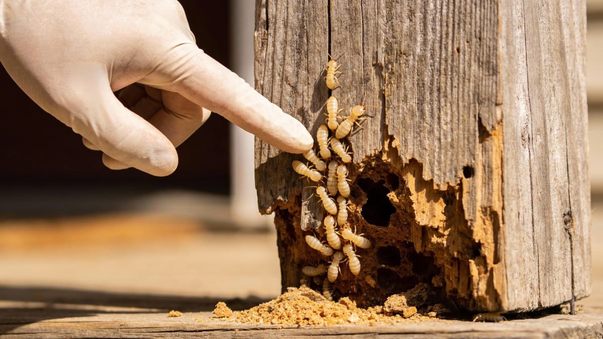 Professional Pest Control