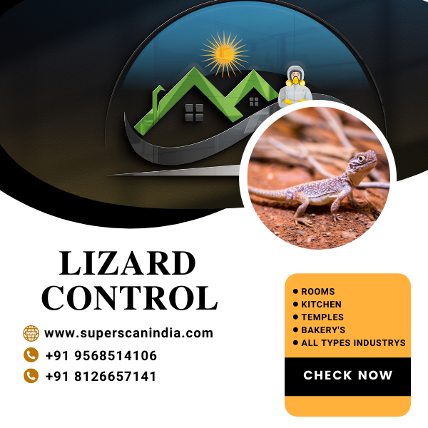 lizard control